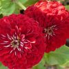 8564 Растение Циннии - красочная палитра цветов