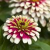 8562 Растение Циннии - красочная палитра цветов