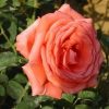 8996 Роза Super Star - лососево-оранжевая окраска