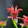 10028 Растение Монарда - соцветия с сильным ароматом