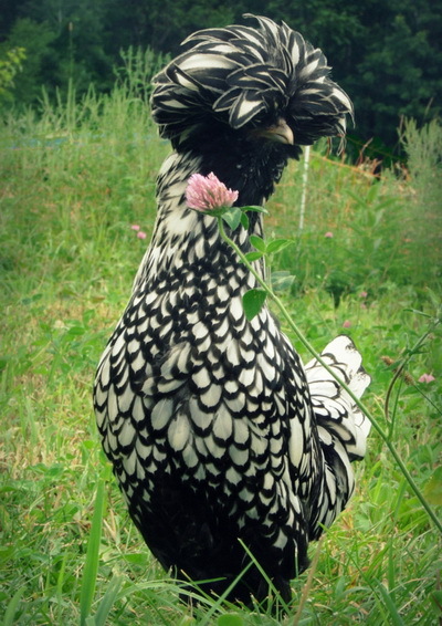 Куры, порода Польская курица
