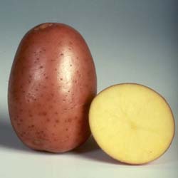 Картофель, сорт Бела Роса.
