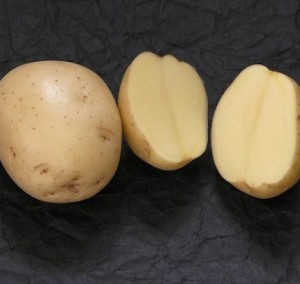 Картофель, сорт Ривьера.