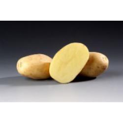 Картофель, сорт Рамос