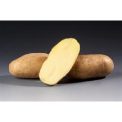 Картофель, сорт Сантана.