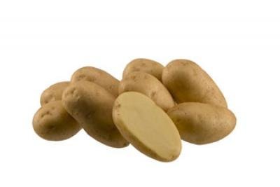 Картофель, сорт Импала