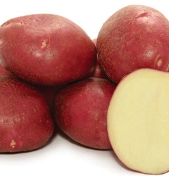 Картофель, сорт Роко.