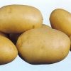 11812 Картофель, сорт Элитный семенной картофель.