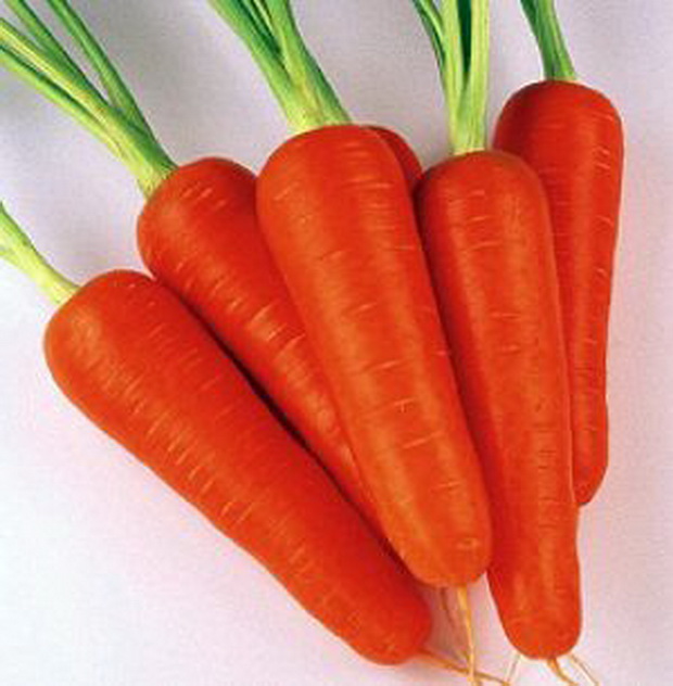 Морковь, сорт Абако F1.