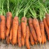 13445 Морковь, сорт Ромоса