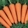 13450 Морковь, сорт Ред Кор.