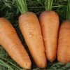 13473 Морковь, сорт Ройал Шансон