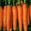 13476 Морковь, сорт Абликсо F1.