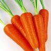 13479 Морковь, сорт Ред Кор.