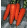 13482 Морковь, сорт Ред Кор.