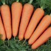 13485 Морковь, сорт Ред Кор.