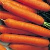 13508 Морковь, сорт Болеро F1.