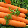 13514 Морковь, сорт Гиганта.