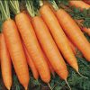 13517 Морковь, сорт Сиркана F1.