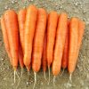 13535 Морковь, сорт Вита Лонга.