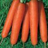 13538 Морковь, сорт Вита Лонга.