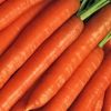 13541 Морковь, сорт Скарла.