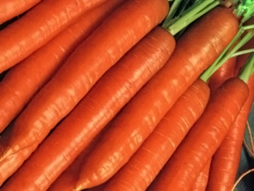 13541 Морковь, сорт Сиркана F1.