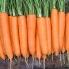13547 Морковь, сорт Вита Лонга.