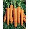 13550 Морковь, сорт Монтана РЦ