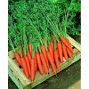 13555 Морковь, сорт Скарла.