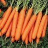 13568 Морковь, сорт Ньюс F1.