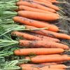 13576 Морковь, сорт Яя F1
