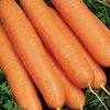 13579 Морковь, сорт Яя F1