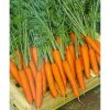 13599 Морковь, сорт Веста F1