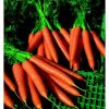 13604 Морковь, сорт Цидера