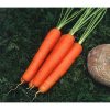 13610 Морковь, сорт Свит Кэндел F1.