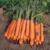 13613 Морковь, сорт Ассоль.