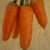 13673 Морковь, сорт Билбо F1.