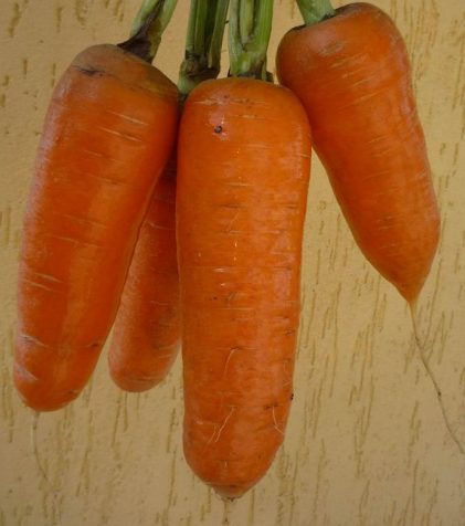 13673 Морковь, сорт Шантеклер F1.