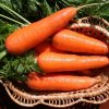 13676 Морковь, сорт Карини.