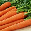 13686 Морковь, сорт Темпо F1.