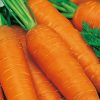 13689 Морковь, сорт Темпо F1.