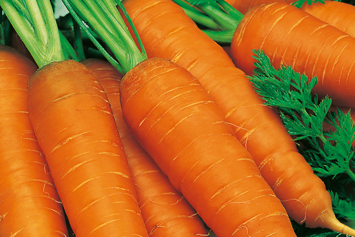13689 Морковь, сорт Геркулес.