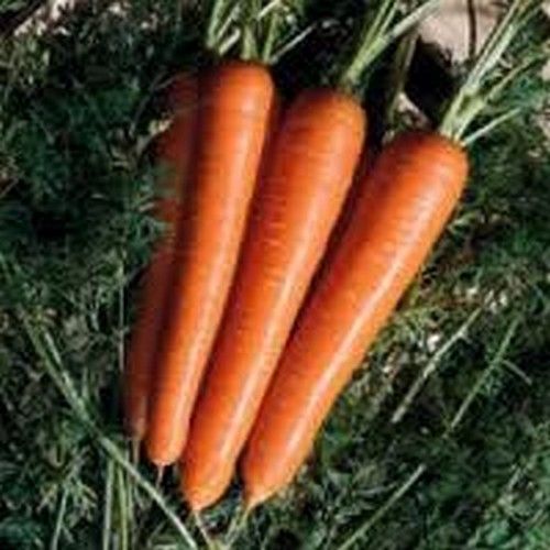13699 Морковь, сорт Нантиндо F1.