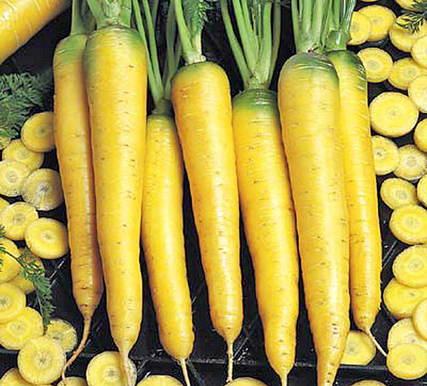 14242 Морковь, сорт Еллоустоун.