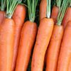 14248 Морковь, сорт Самсон
