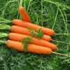 14260 Морковь, сорт Шантане Рэд Кор