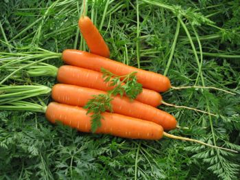 Морковь, сорт Долянка.