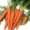 14273 Морковь, сорт Карини.
