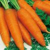 14290 Морковь, сорт Монанта.